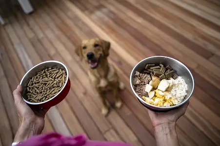 Comida casera versus comida comprada: ¿qué es mejor para tu cachorro?