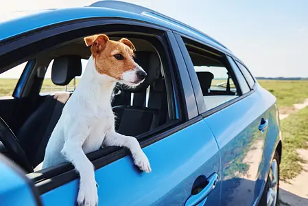 Viajando com seu cachorro: dicas para passeios de carro, viagens de avião e estadias em hotéis com seu companheiro peludo