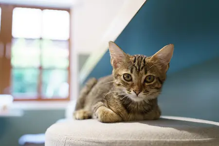 Cómo traer a casa a tu amigo felino: una guía sencilla, semana a semana, para la presentación de gatos