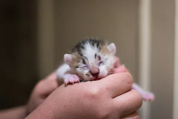Your First Week with a New Kitten: A Day-by-Day Survival Guide
