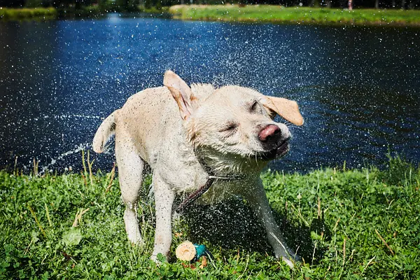 Pattes et griffes d'été : un guide sur la sécurité par temps chaud pour votre chiot