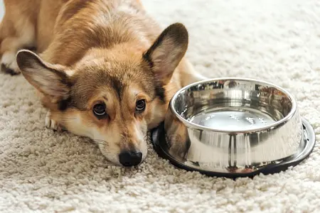 How Much Water Does Your Puppy Need Daily?