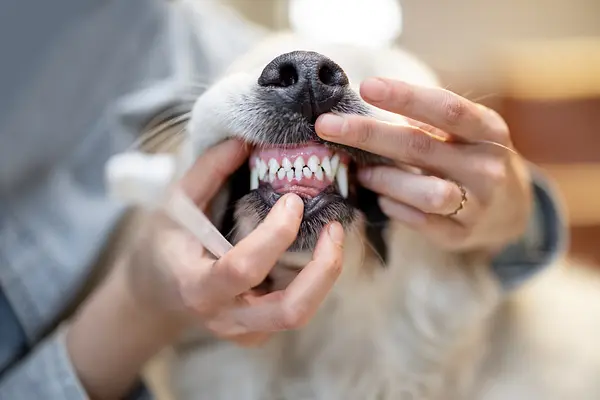 Mantener brillante la sonrisa de su cachorro: una guía para la higiene dental canina