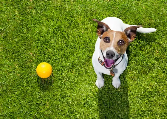 5 consejos sencillos para el adiestramiento de cachorros