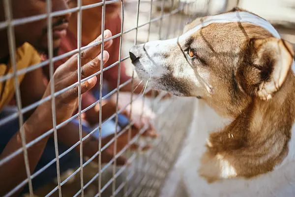 5 signaux d’alarme à surveiller lors du choix d’un nouveau chiot