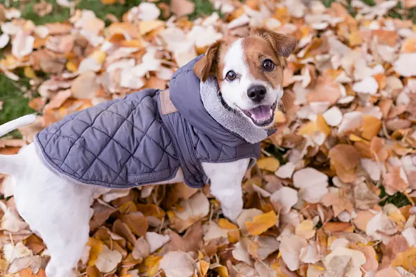 How to Handle Potty Training in Different Weather Conditions