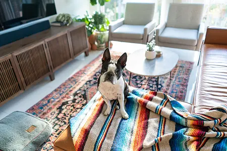 Mantendo uma casa limpa com animais de estimação: dicas para manter seu espaço arrumado e fresco