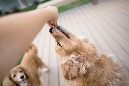 간식과 훈련: 강아지를 가르치는 좋은 방법