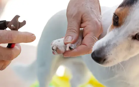 Corte de unhas sem estresse: um guia para manter as patas do seu filhote saudáveis