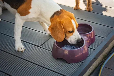 Tekenen dat uw puppy mogelijk uitgedroogd is