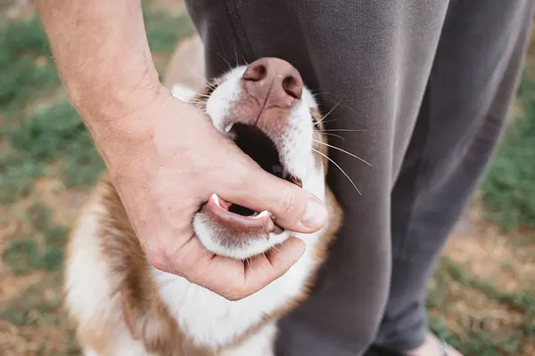 Joueur du chiot : apprendre à votre chien à jouer doucement