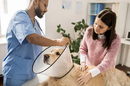 Os benefícios de esterilizar ou castrar seu cão